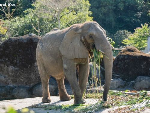 臺北市立動物園舉辦「動物慰靈祭」以感恩與祈福延續生命教育
